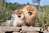 SPITZ ALLEMAND 250
